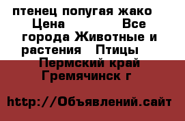 птенец попугая жако  › Цена ­ 60 000 - Все города Животные и растения » Птицы   . Пермский край,Гремячинск г.